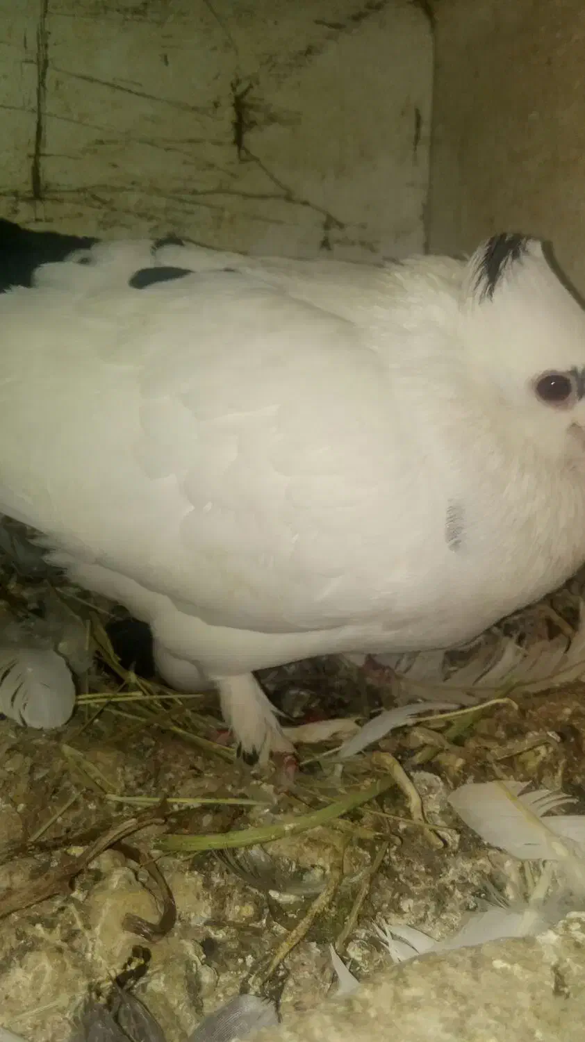 دم سیاه پارک مطهری گم شده|حیوانات|کرمان, |دیوار