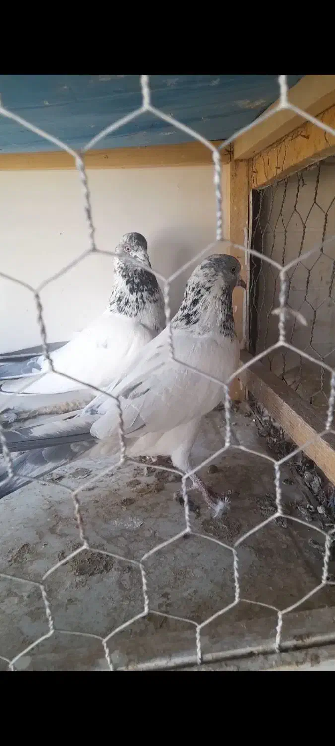 کبوتر پرشی|پرنده|بروجن, |دیوار