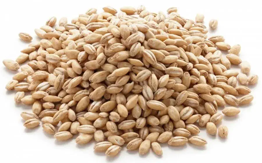 بذر گندم دیم|خدمات باغبانی و درختکاری|بروجن, |دیوار