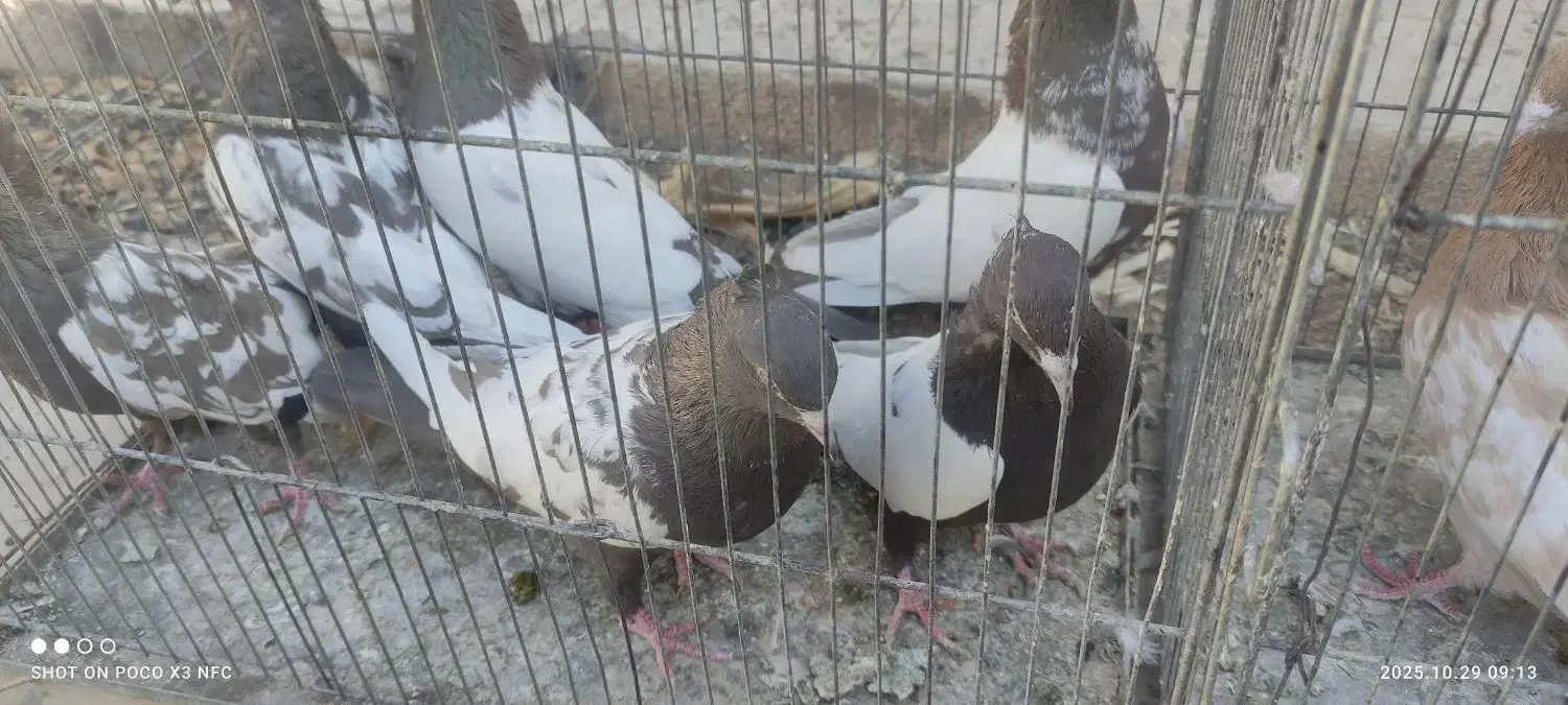 تعدادی کفتر ماده بهبونی|پرنده|شیراز, رکنآباد|دیوار