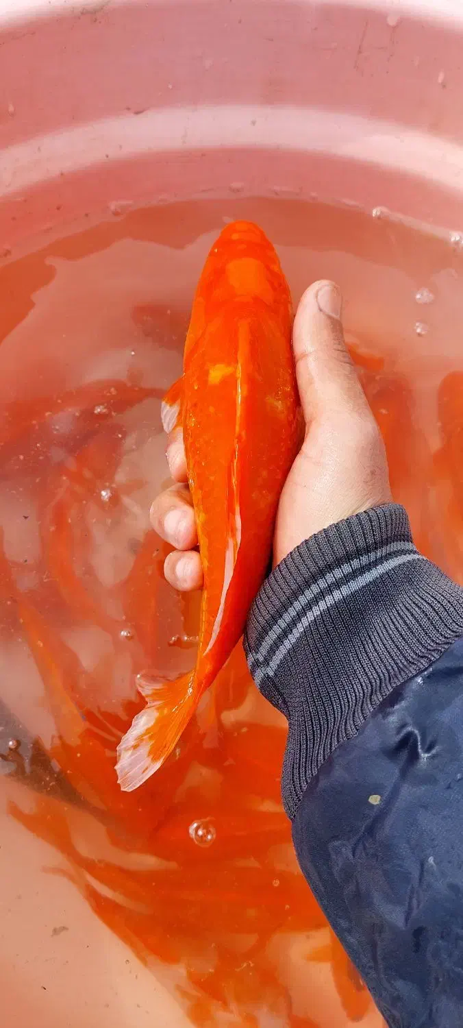 ماهی قرمز مولد آماده تخم ریزی|ماهی|اراک, |دیوار