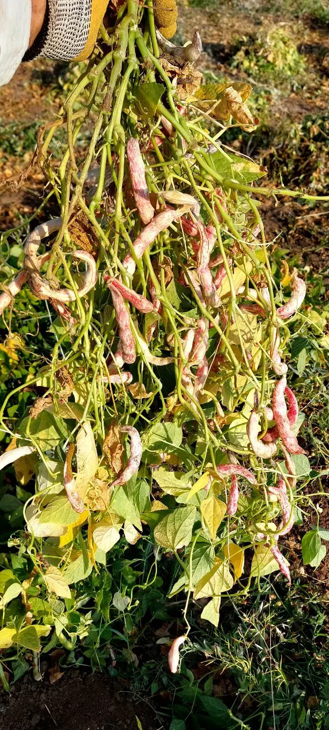 لوبیا چیتی درجه‌ یک|خوردنی و آشامیدنی|مهربان, |دیوار