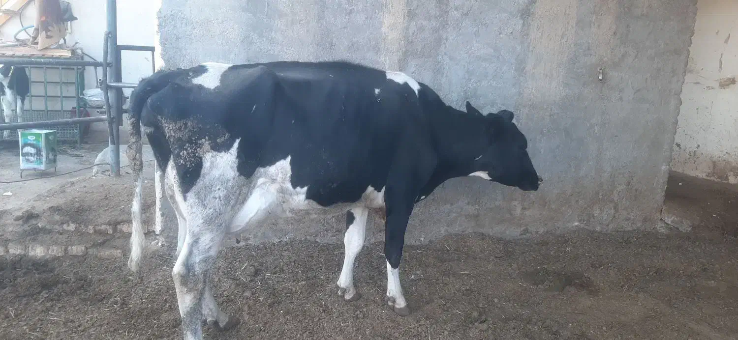 گاو وگوساله|حیوانات مزرعه|برخوار, |دیوار