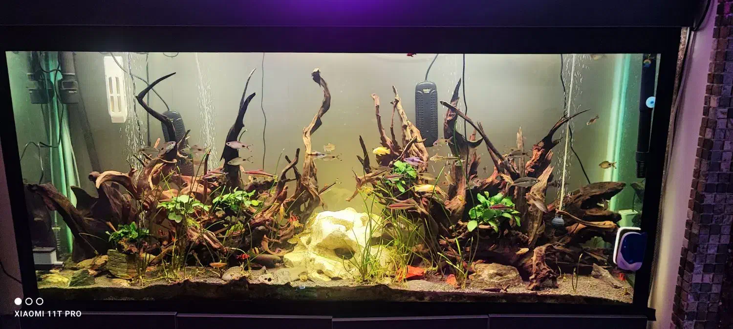 آکواریوم پلنت بسیار بزرگ فروش یکجا|ماهی|قزوین, |دیوار