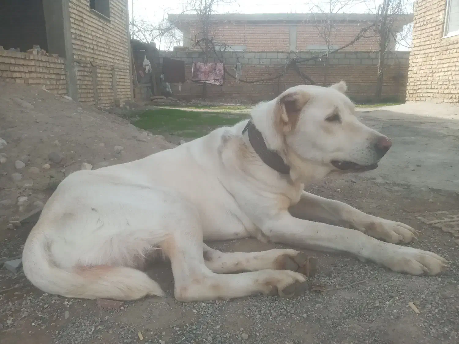 واگذاری آلبای ماده|سگ|گنبد کاووس, |دیوار