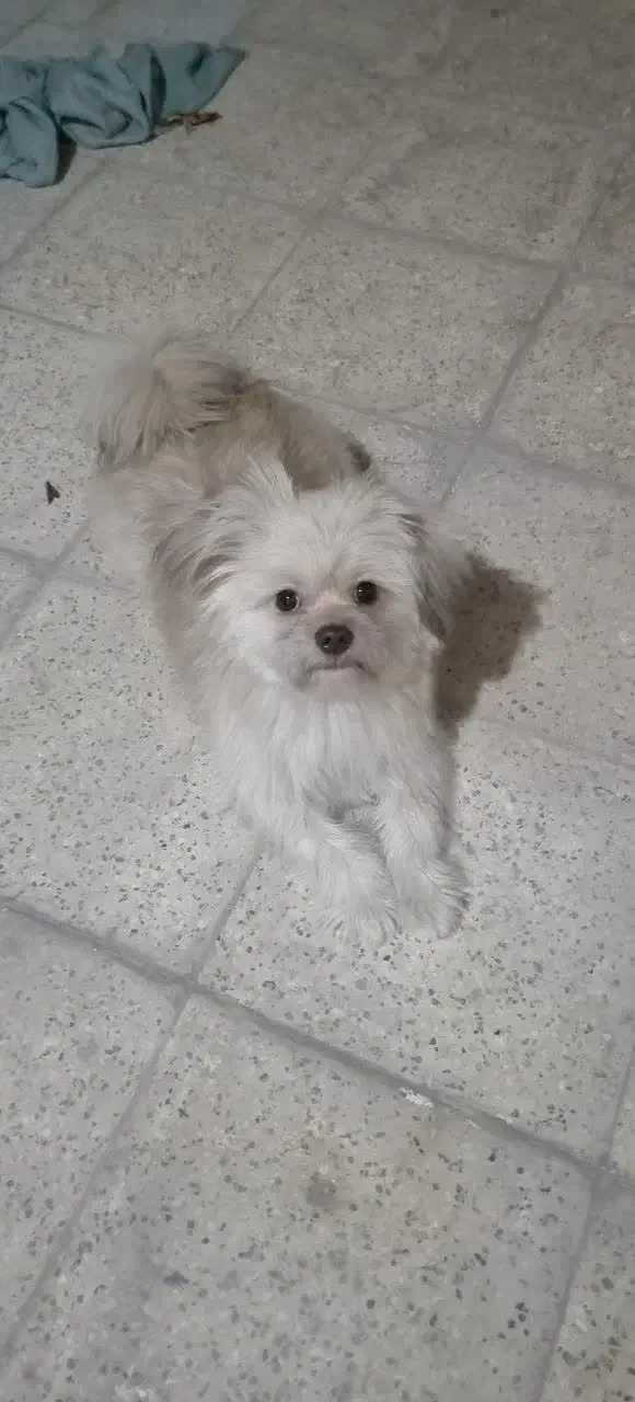 سگ نژاد شیتزو تریر|سگ|مشهد, وحید|دیوار