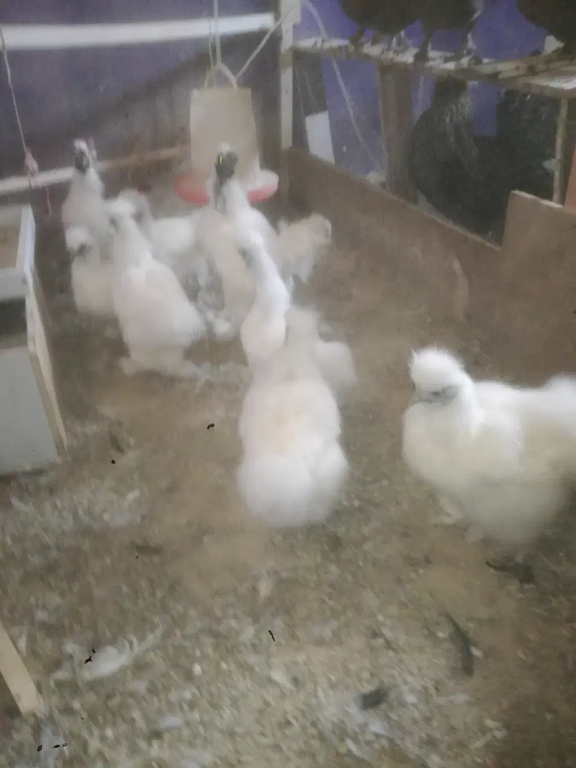 مرغ ابریشمی|حیوانات مزرعه|نائین, |دیوار