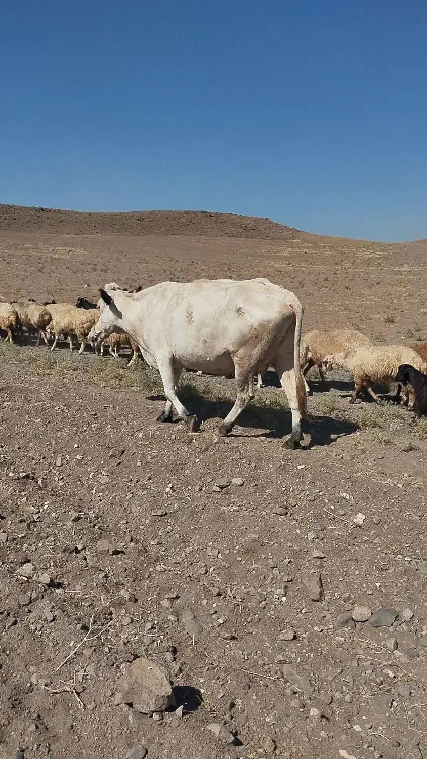 گاو|حیوانات مزرعه|ارشق, |دیوار