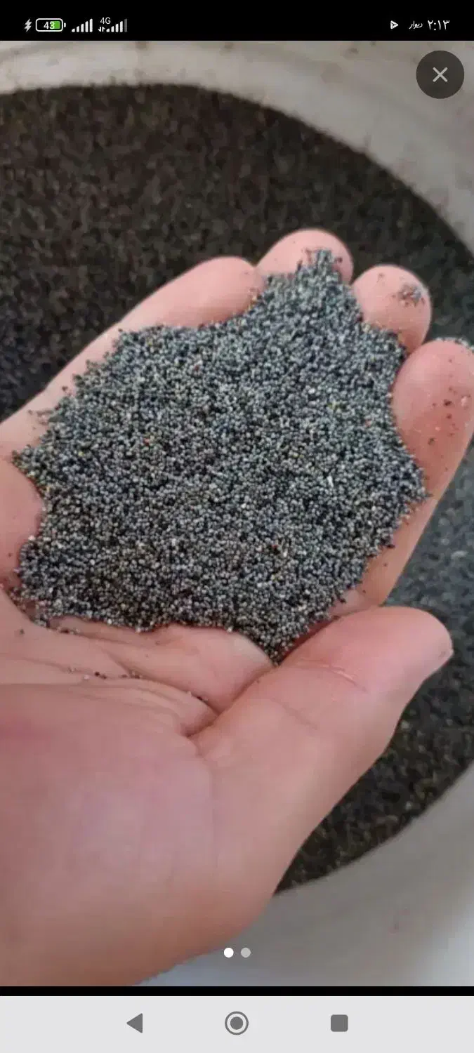 بذر عالی|گل و گیاه طبیعی|الیگودرز, |دیوار