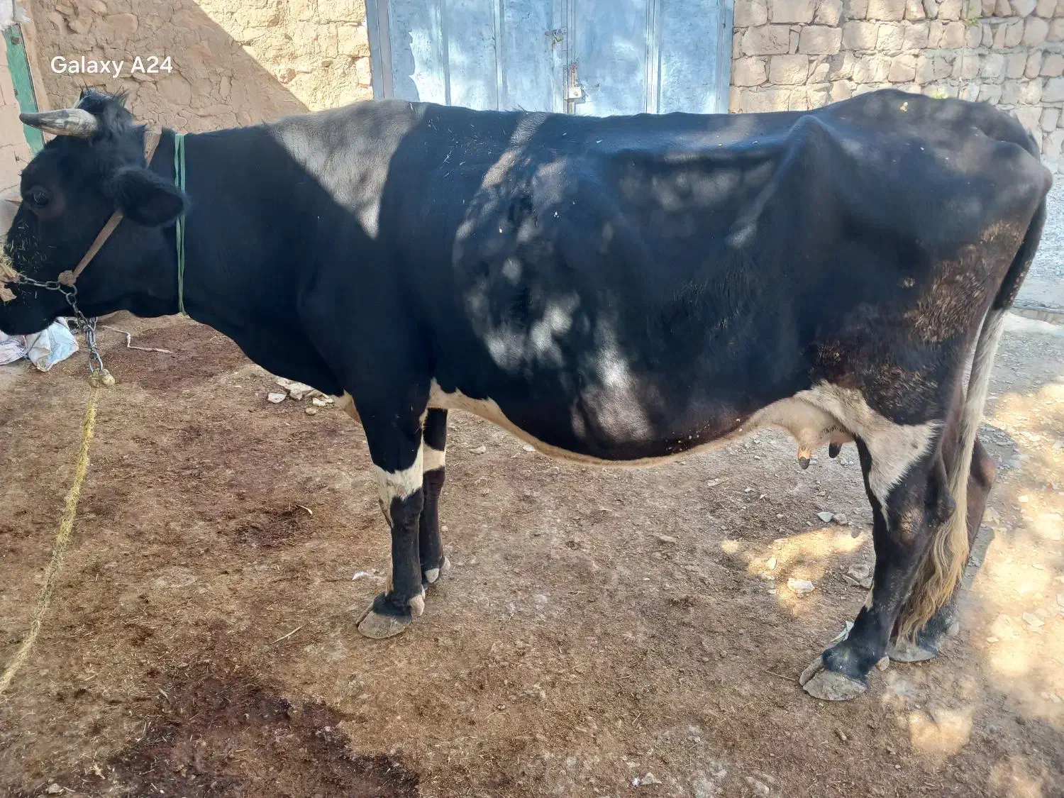 ماشین|حیوانات مزرعه|طرهان, |دیوار