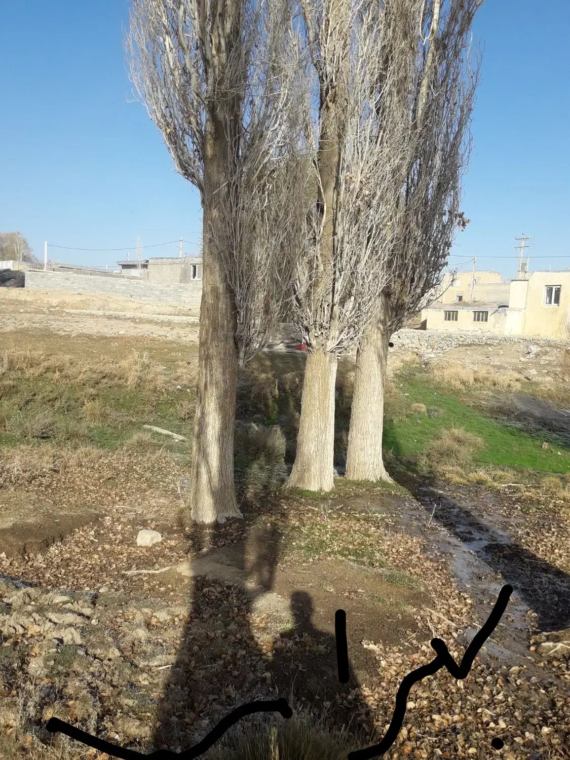 خریدار انواع درخت و چوب|خدمات باغبانی و درختکاری|سنندج, |دیوار