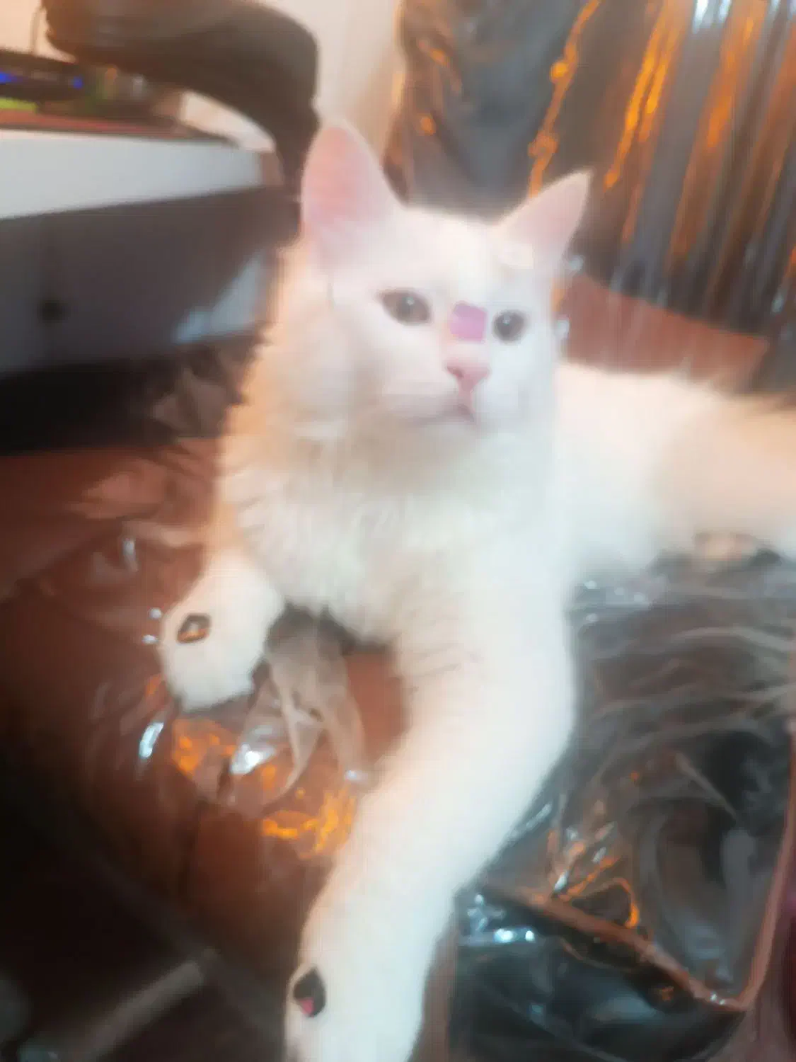 گربه سفید پرشین|گربه|بوشهر, |دیوار