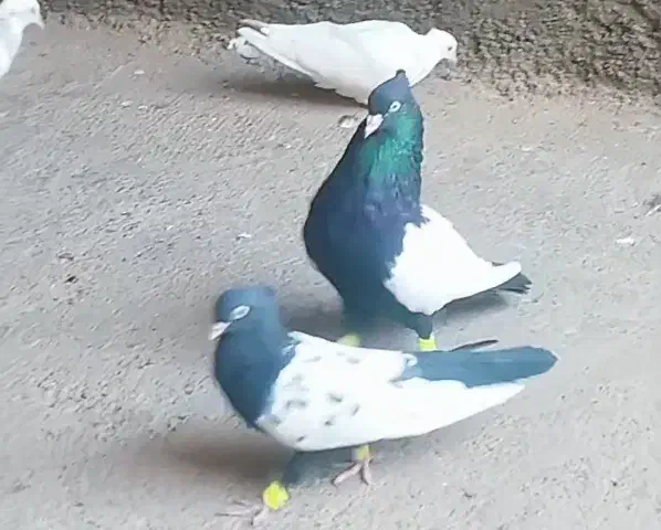 نروماده سینه سیاه کله سرخ و طوقی هفت رنگ|پرنده|مشهد, گلبرگ شمالی|دیوار