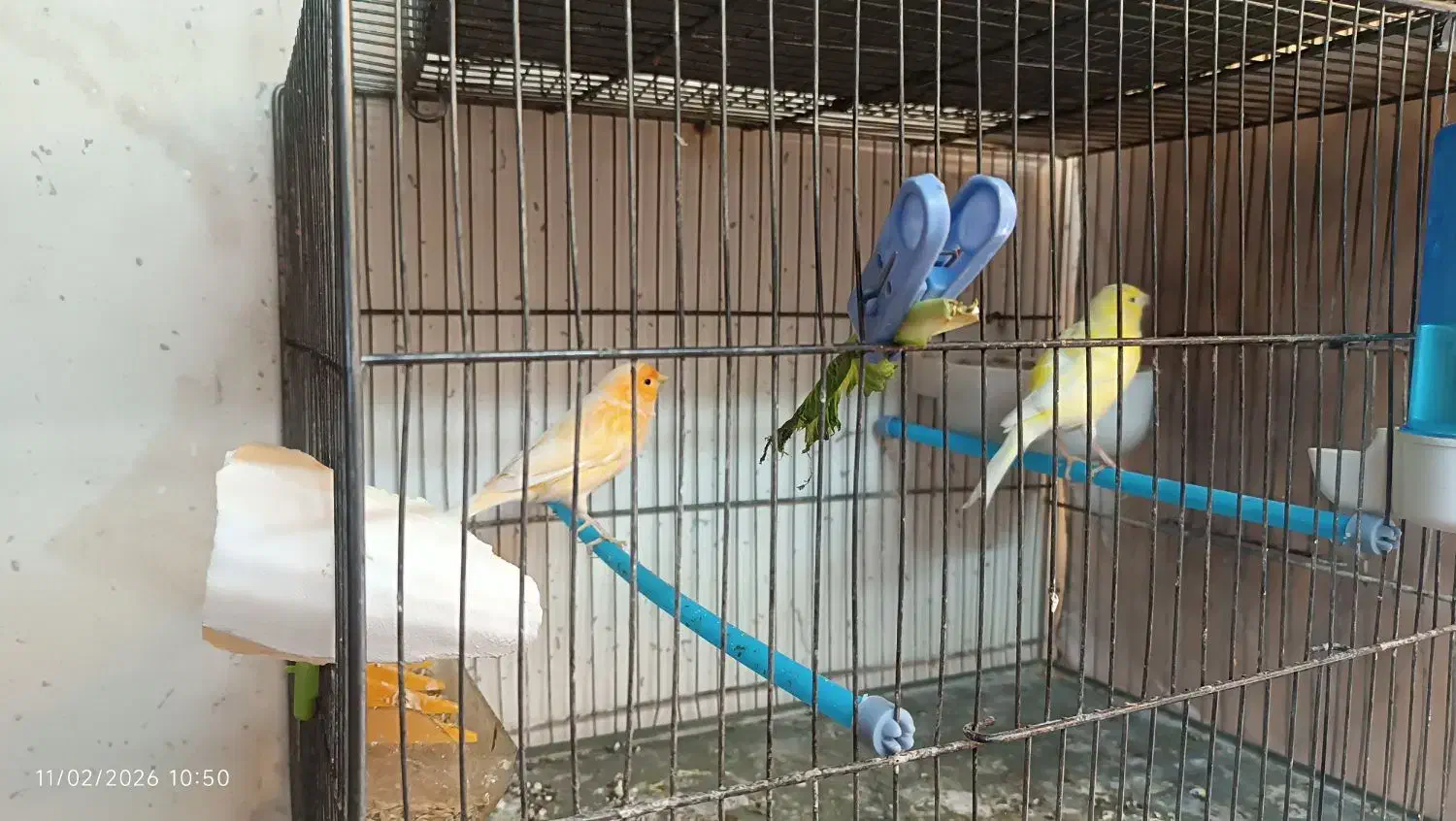 جفت قناری|پرنده|اردبیل, |دیوار