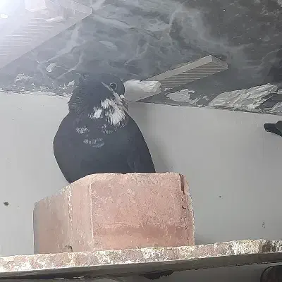 ماده سیاه ریش کلاهی|پرنده|زرند, |دیوار