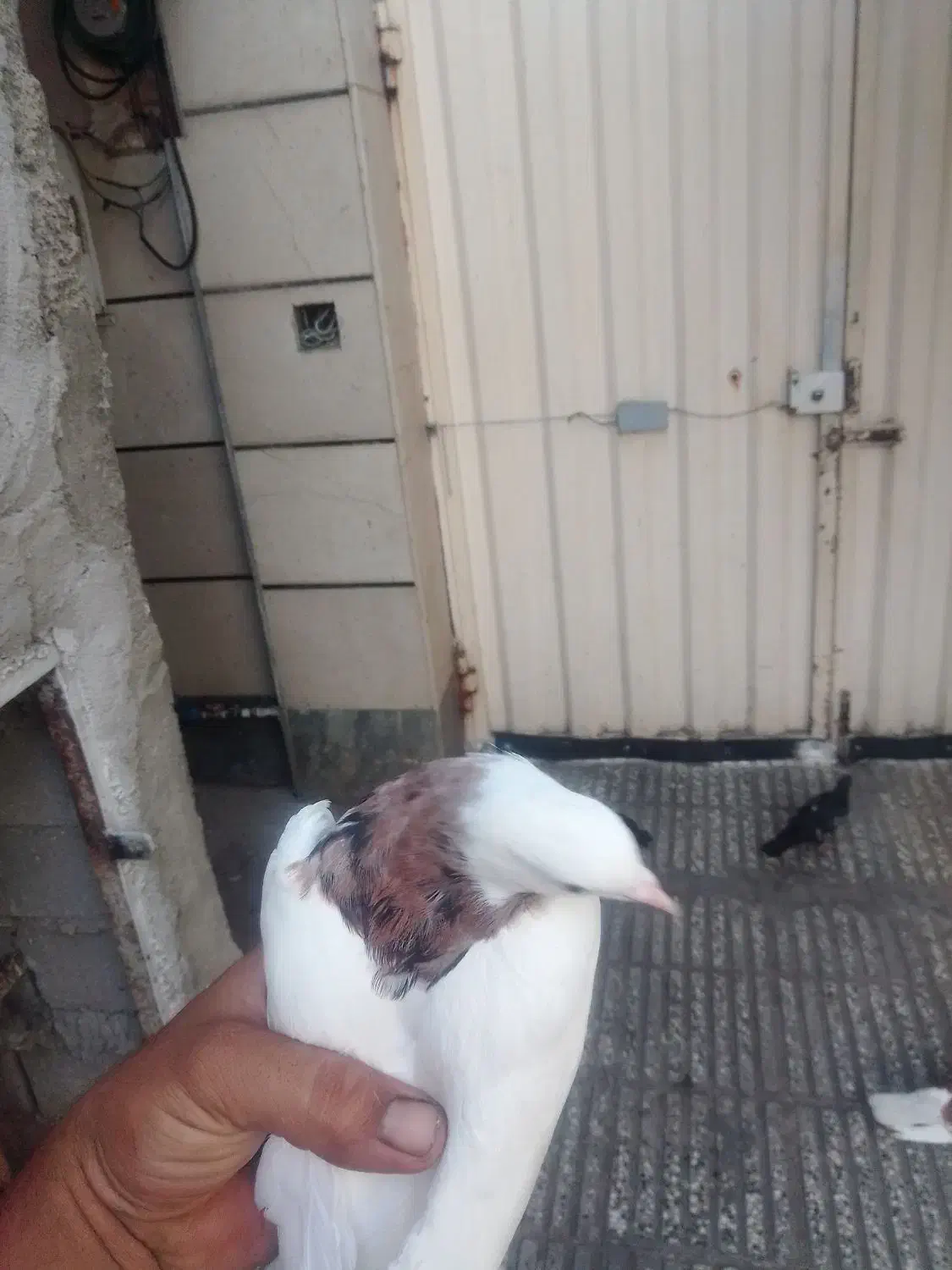 کبوتر|پرنده|آزادشهر, |دیوار