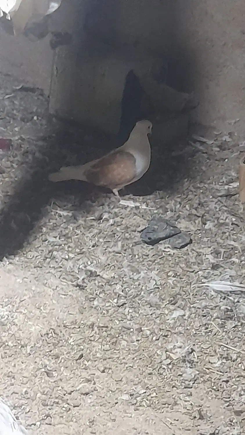 کبوتر|پرنده|بافت, |دیوار