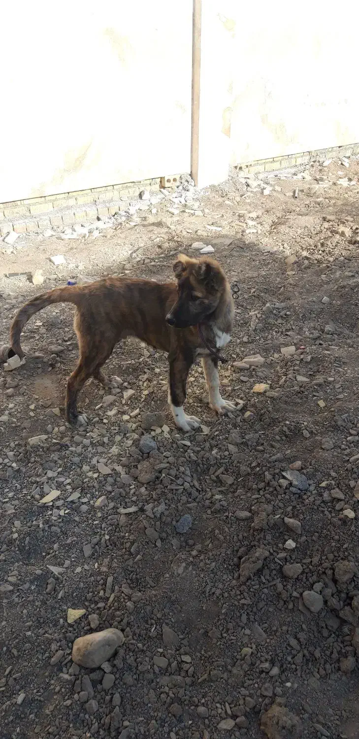 سگ گمشده|سگ|گلبهار, شهر جدید گلبهار|دیوار