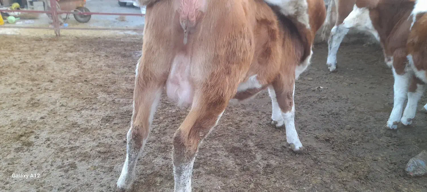 فروش تلیسه شکم اول|حیوانات مزرعه|میاندوآب, |دیوار