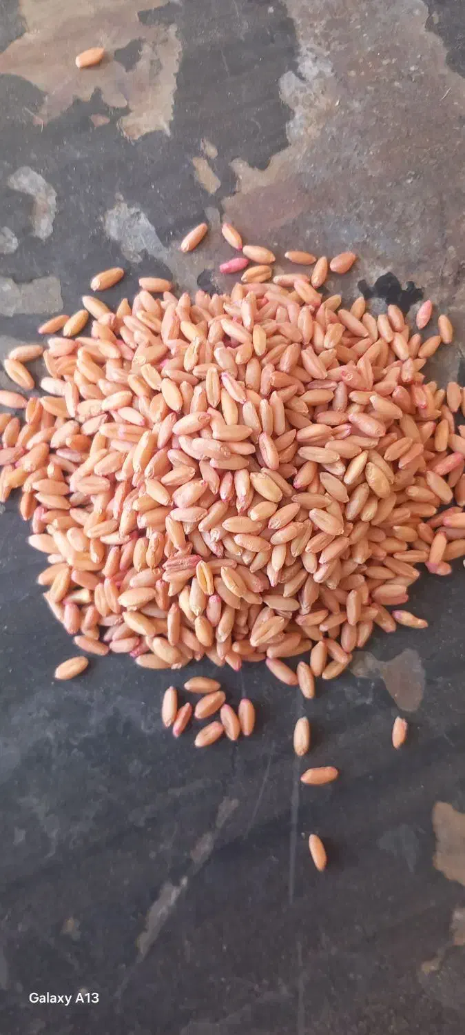 گندم اصلاح شده بذزی|خدمات باغبانی و درختکاری|اسلام‌‌آباد غرب, |دیوار
