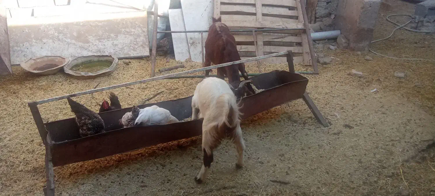 بز بزغاله 11راس|حیوانات مزرعه|پیشوا, |دیوار