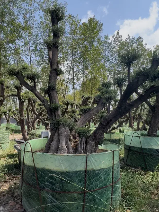 فروش درخت زیتون هخامنشی|گل و گیاه طبیعی|ایزدشهر, |دیوار