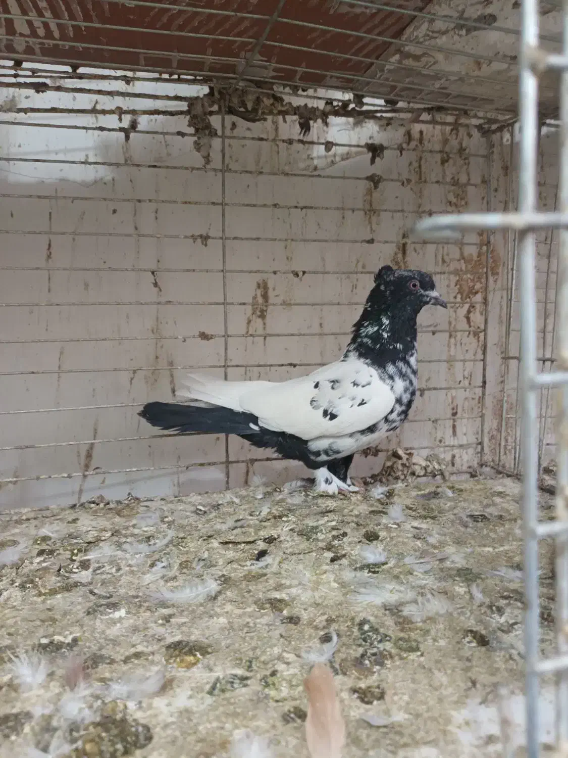 گرفتنی رنگی|پرنده|قم, نوبهار|دیوار