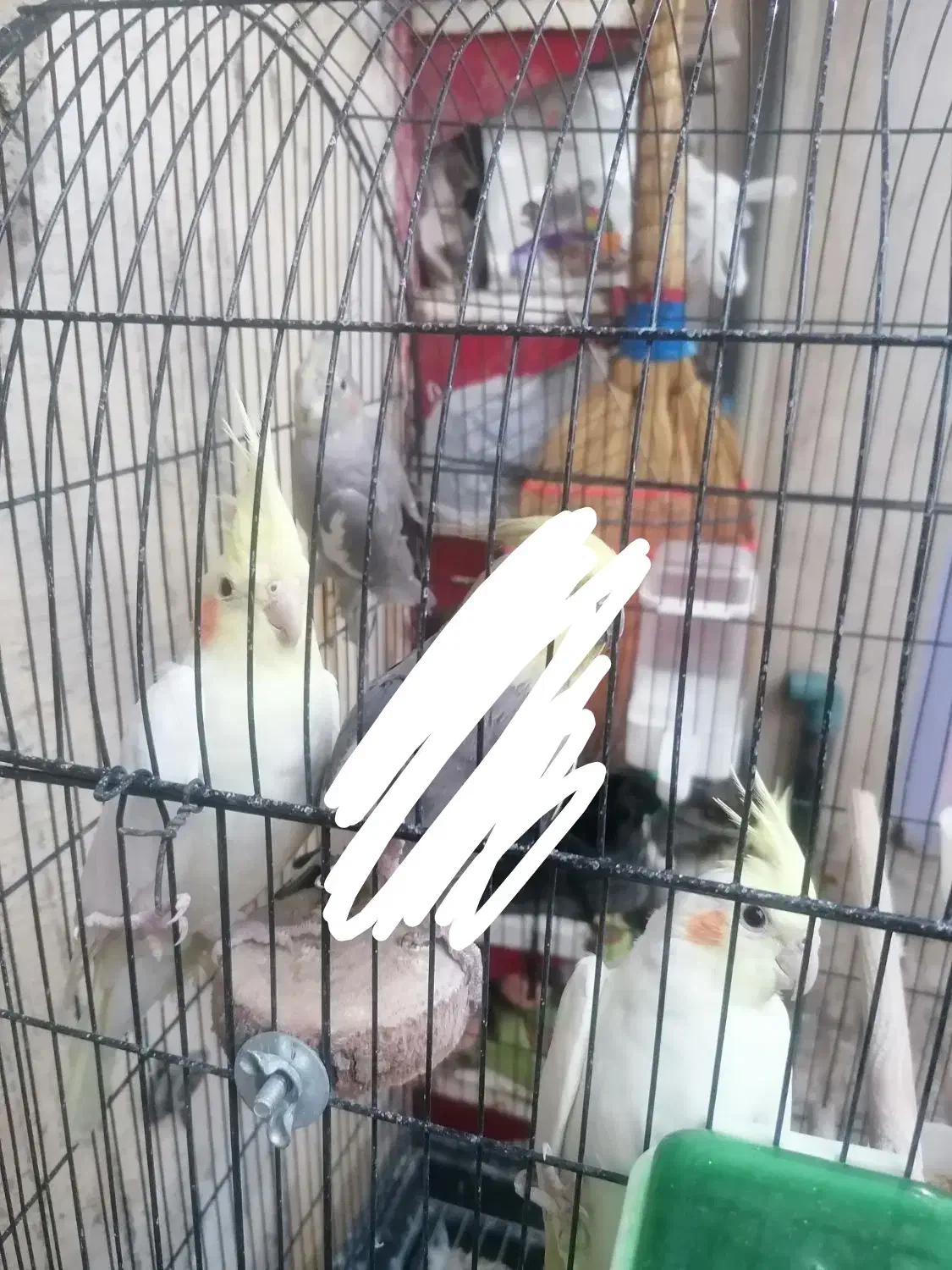 عروس هلندی|پرنده|شیراز, شیخ علی چوپان|دیوار