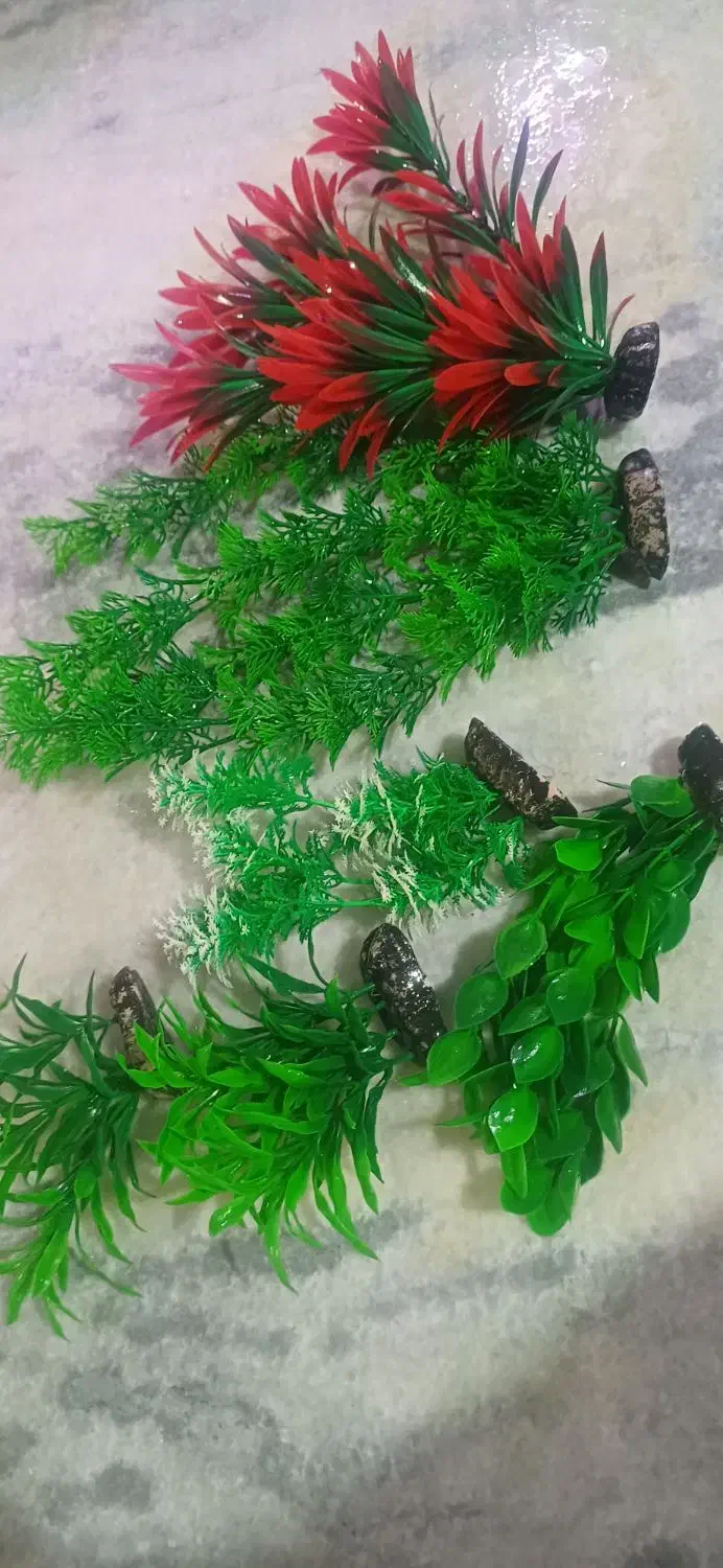 آکواریوم ماهی|ماهی|کرمانشاه, |دیوار