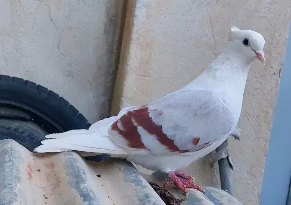 کبوتر نباتی|پرنده|دورود, |دیوار