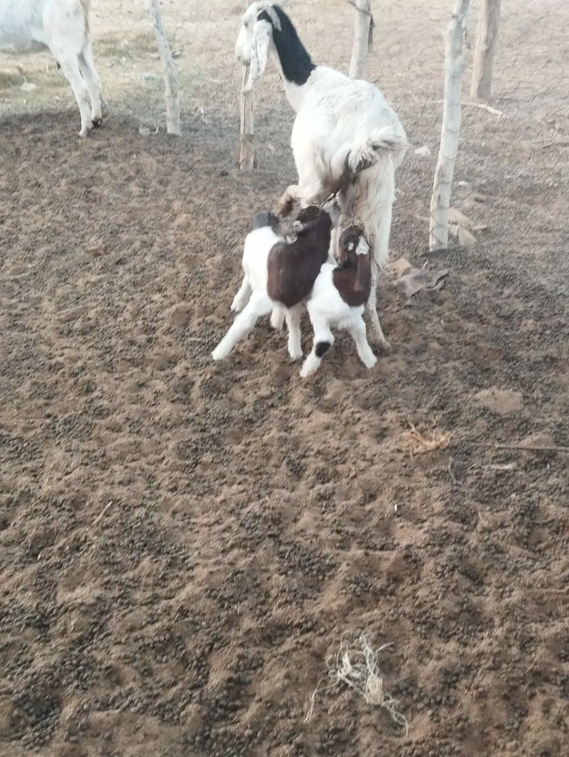 بز مری|حیوانات مزرعه|ایرانشهر, |دیوار