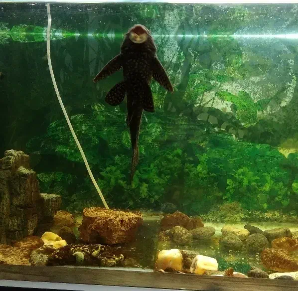 ماهی لجن خوار پلنگی ـ طول ۲۰ تا ۲۵ سانت|ماهی|شیروان (خراسان), |دیوار