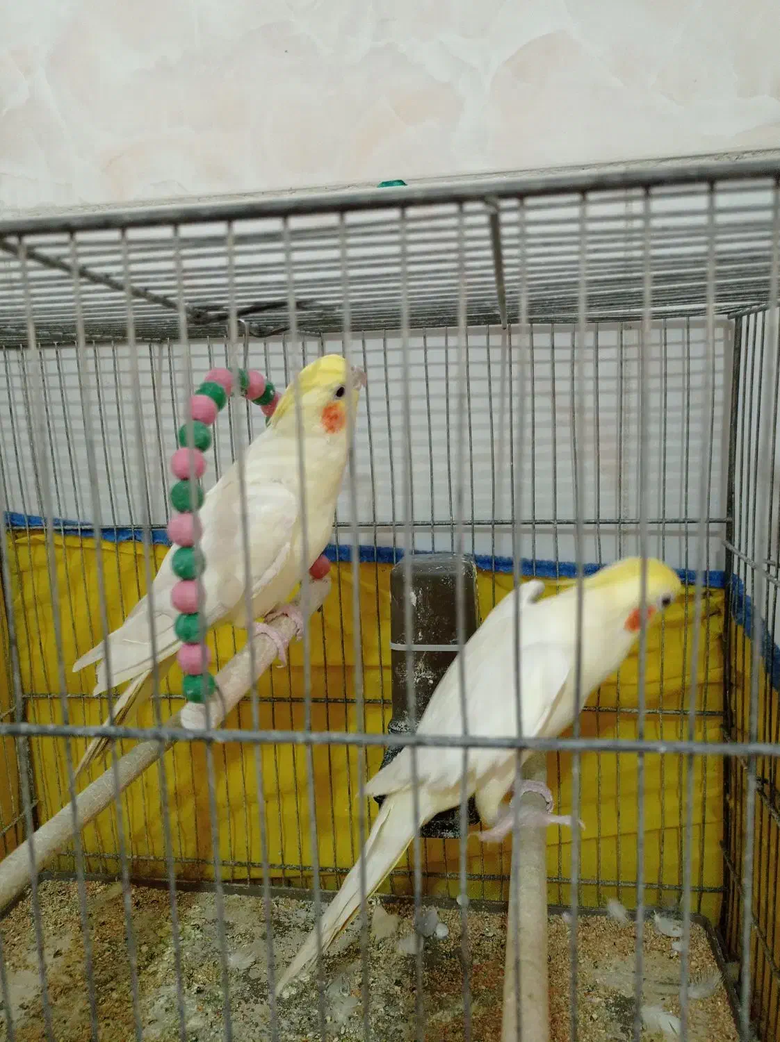 عروس هلندی|پرنده|قم, سرحوض|دیوار