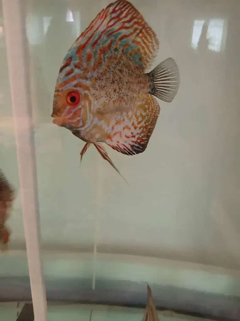 ماهی دیسکس|ماهی|شهریار, رزکان|دیوار