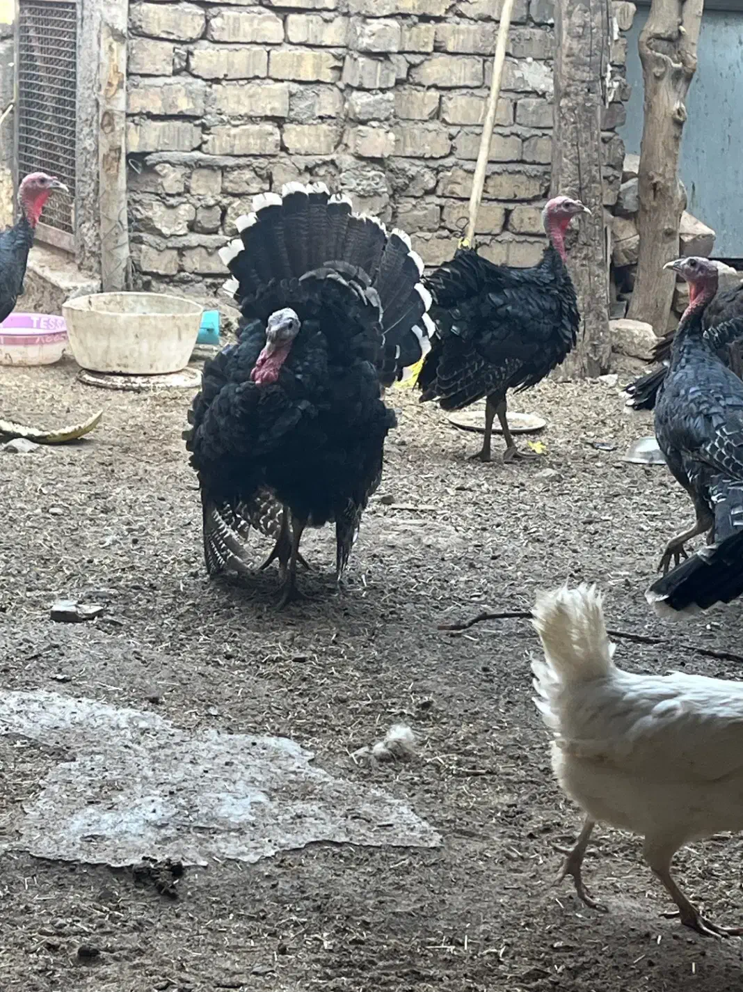 بوقلمون برنز۶ماهه|حیوانات مزرعه|قم, پردیسان|دیوار