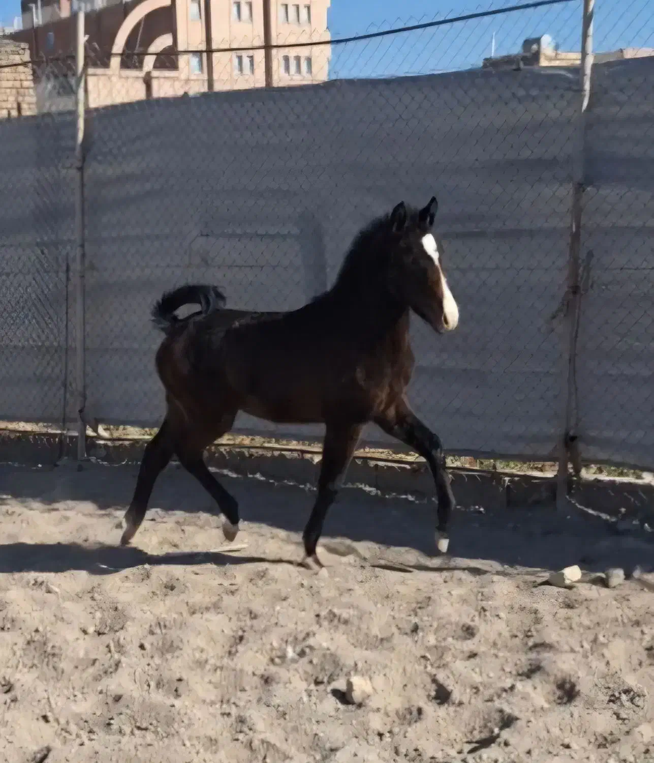 کره اسب کره سلطان داوری نو سیاه خانه خراب|اسب و تجهیزات اسب‌سواری|اصفهان, پرتمان|دیوار