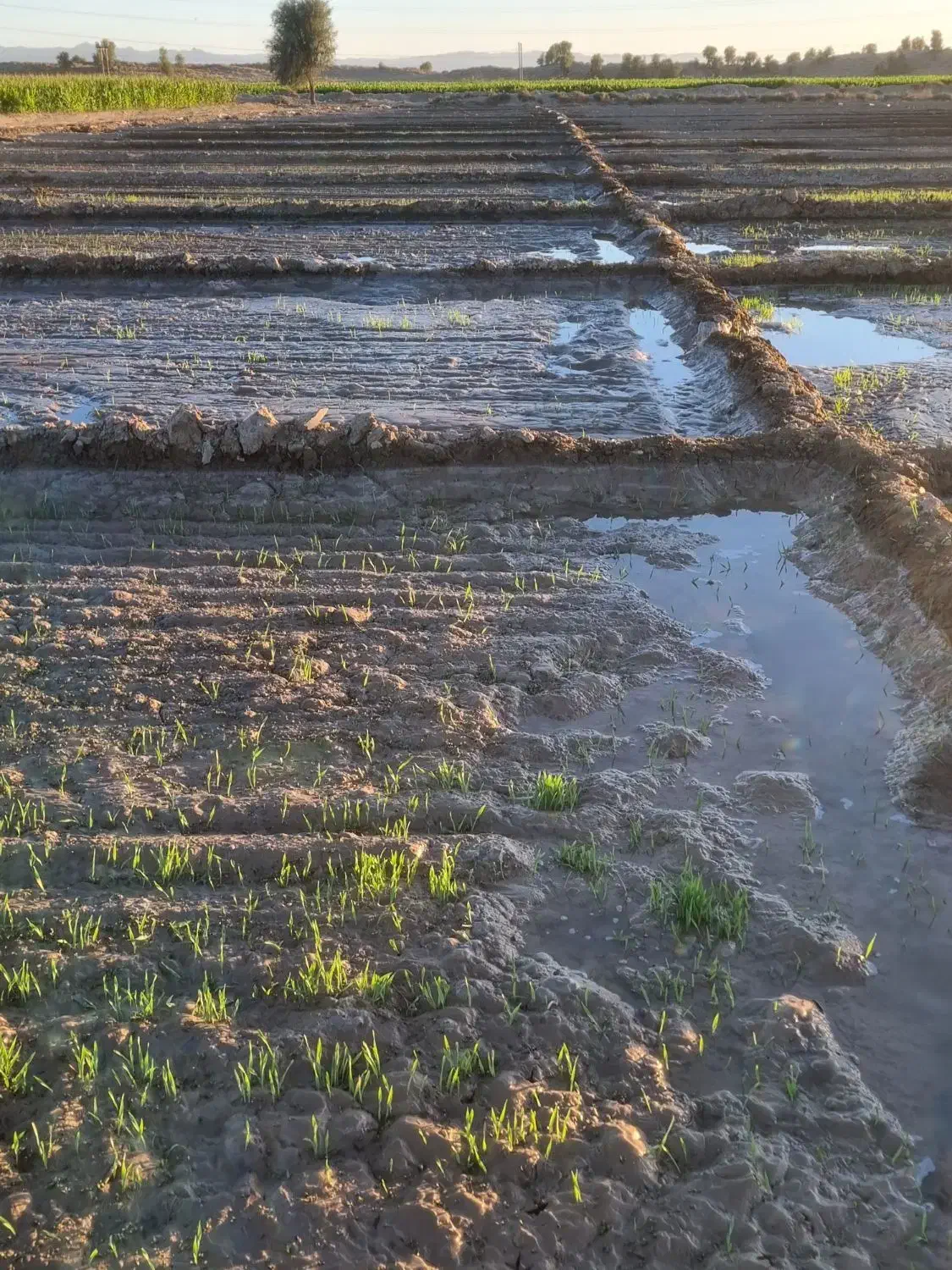 فروش اسپوست علف (یونچه)|خدمات باغبانی و درختکاری|ایرانشهر, |دیوار