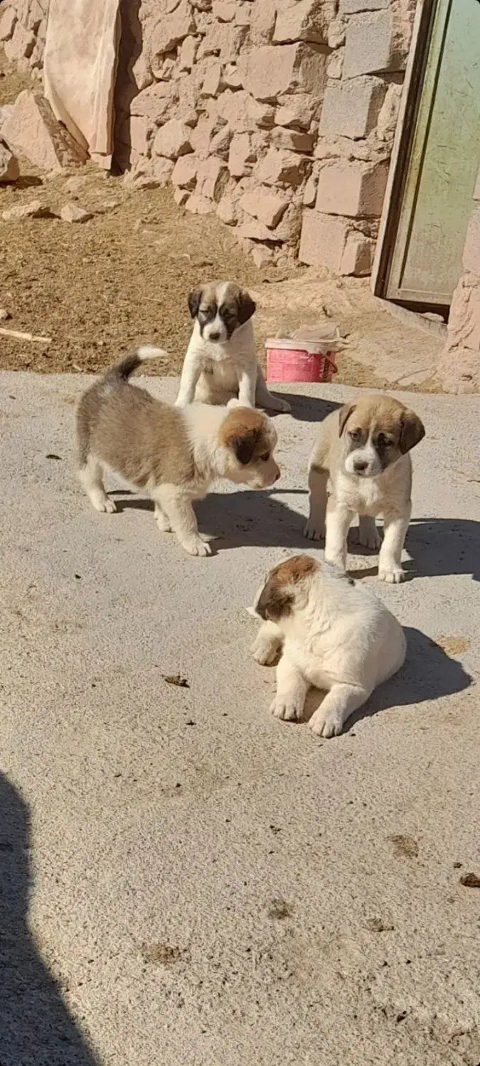 نر فروشی|سگ|شیروان (خراسان), |دیوار