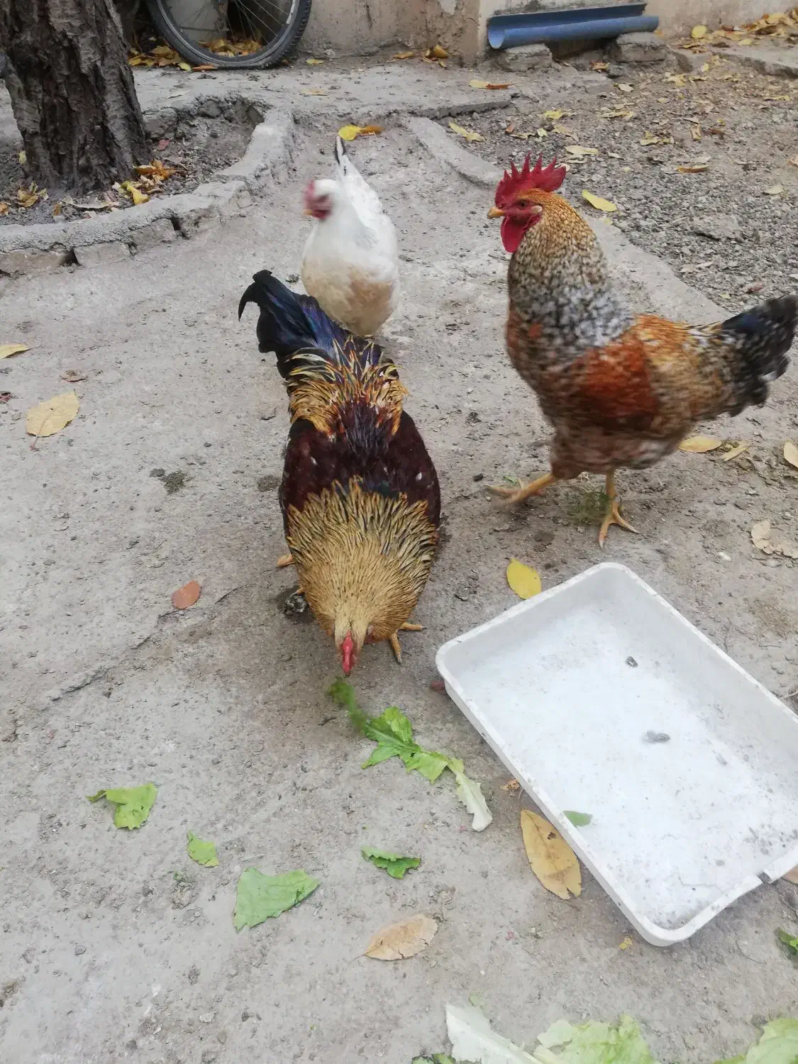 چند عددخروس محلی جوان قیمت 750|حیوانات مزرعه|فیروزکوه, |دیوار