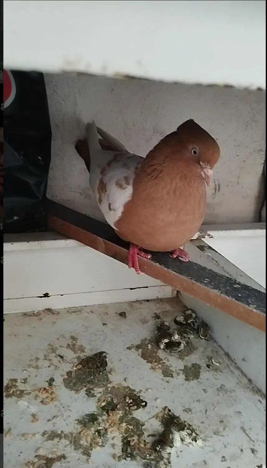 کفتر صید ماده|پرنده|مشهد, یاس|دیوار