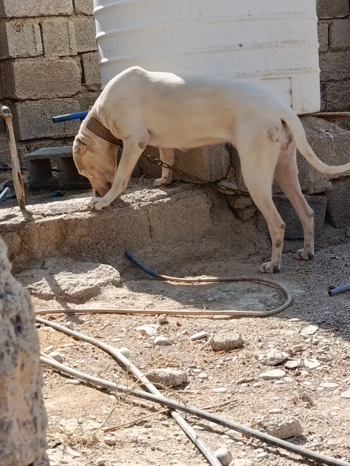 واگذاری داگو 13ماهه|سگ|وحدتیه, |دیوار