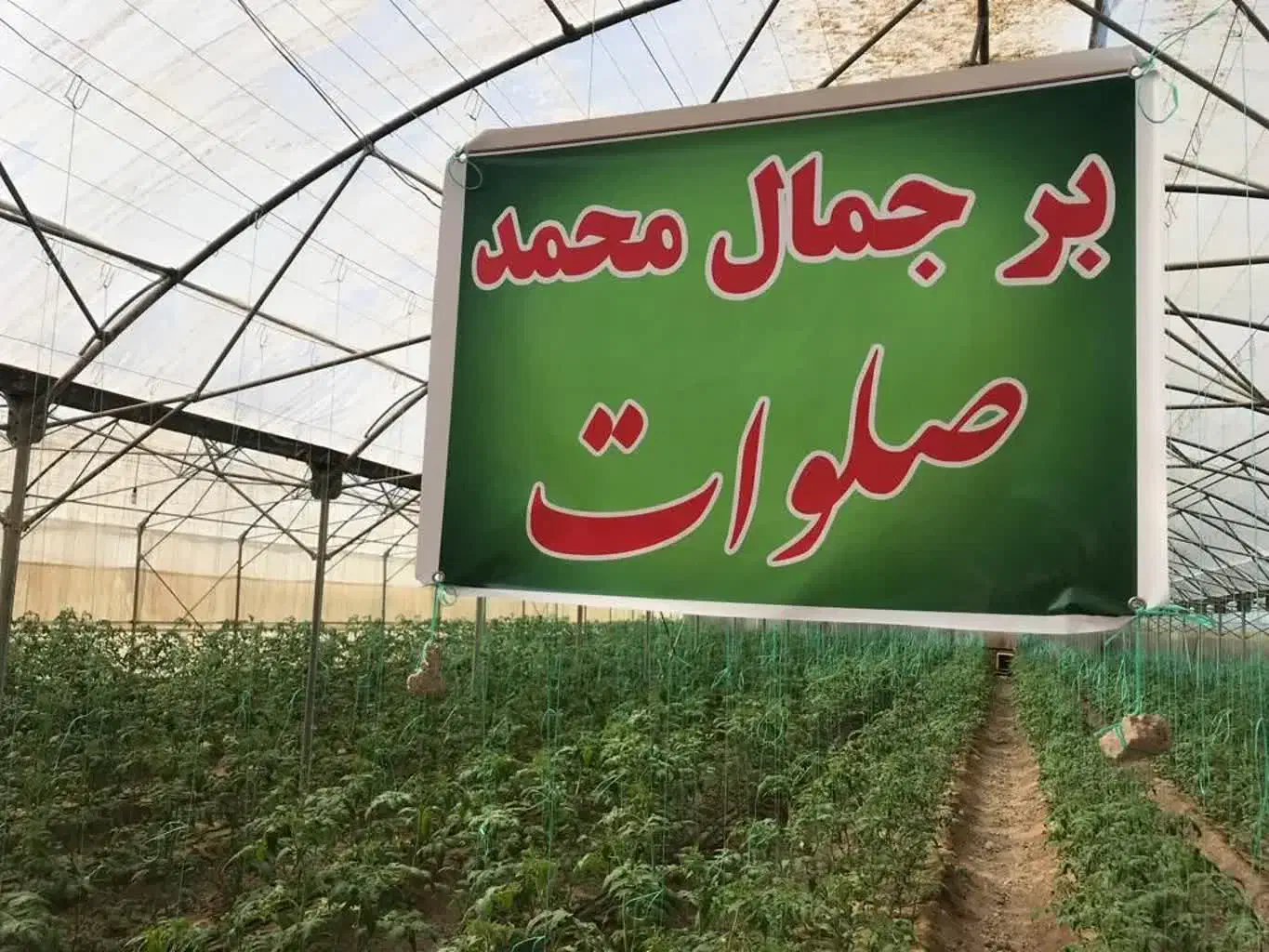 فروش زمین و گلخانه|فروش دفتر صنعتی، کشاورزی، تجاری|بوشهر, |دیوار