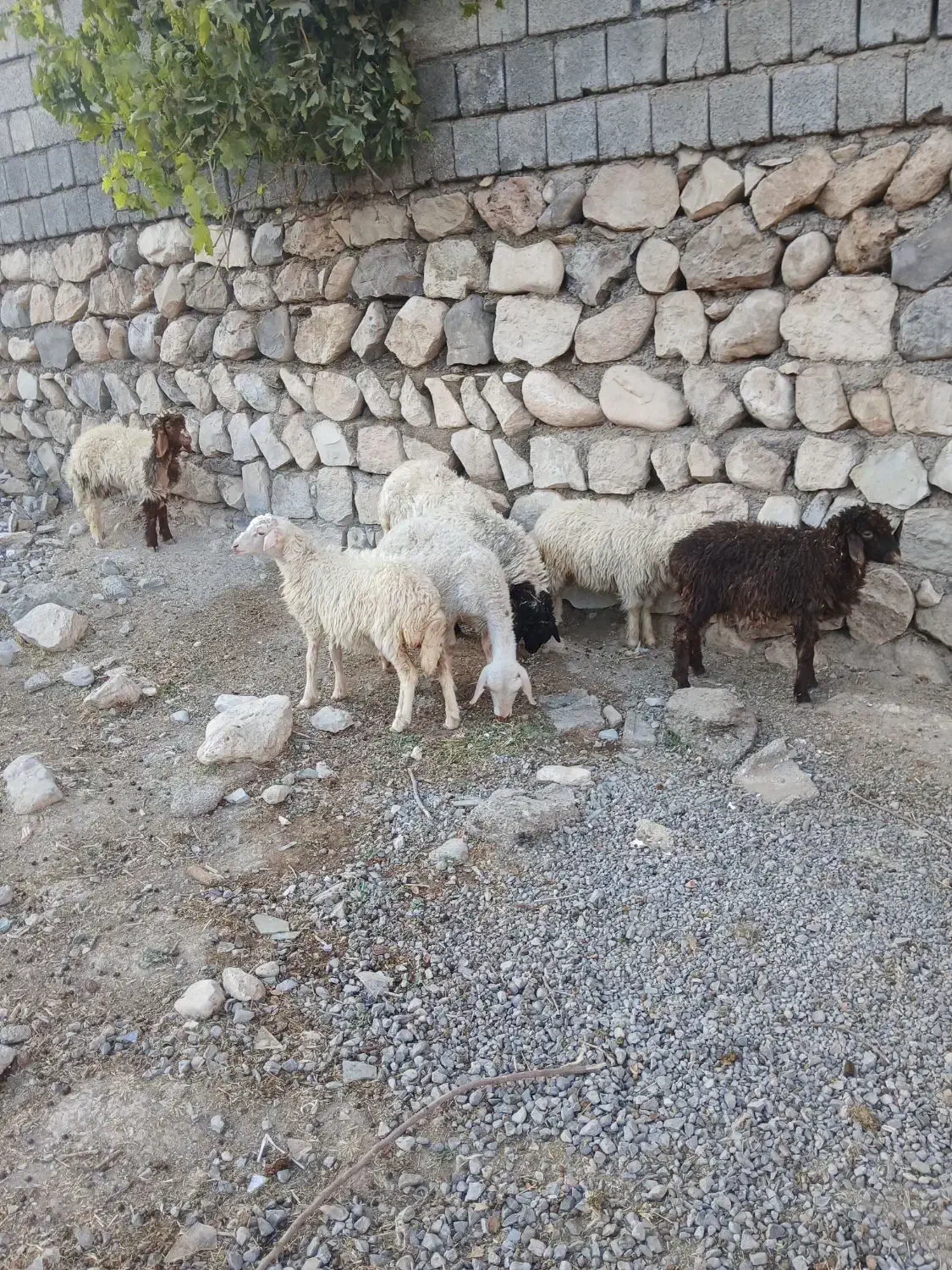 ۷عددبره مخصوص پرواربفروش میرسد|حیوانات مزرعه|سیوان, |دیوار