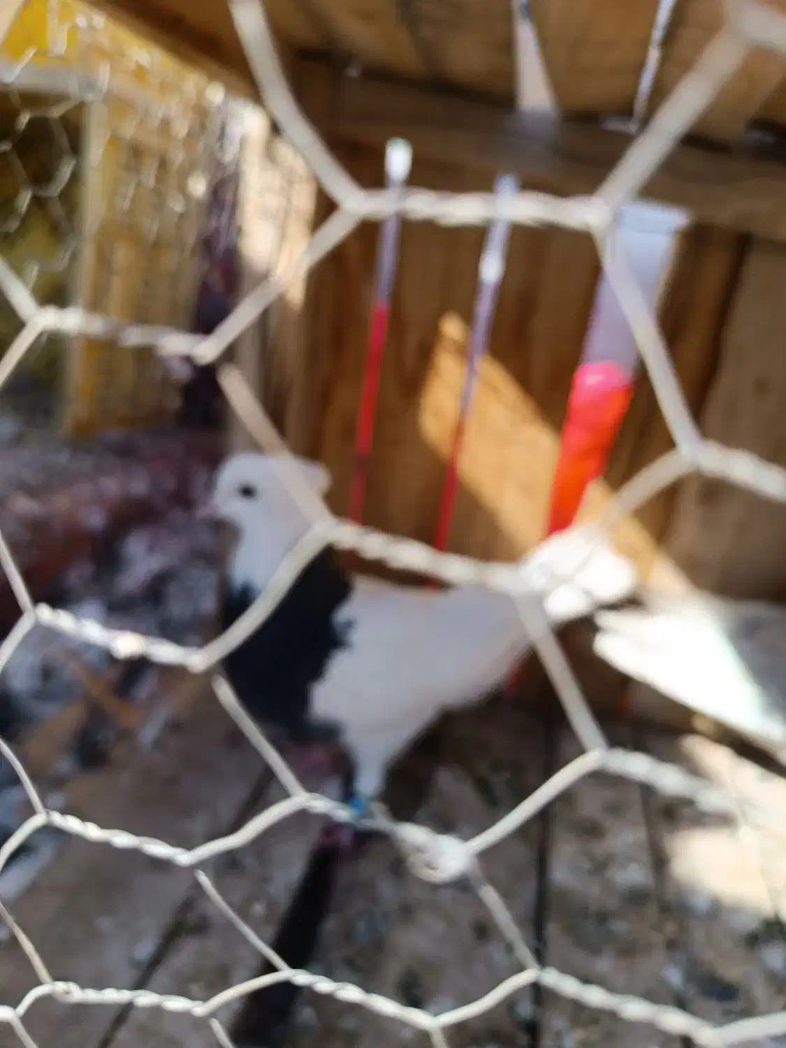 کفتر|حیوانات|قم, پردیسان|دیوار