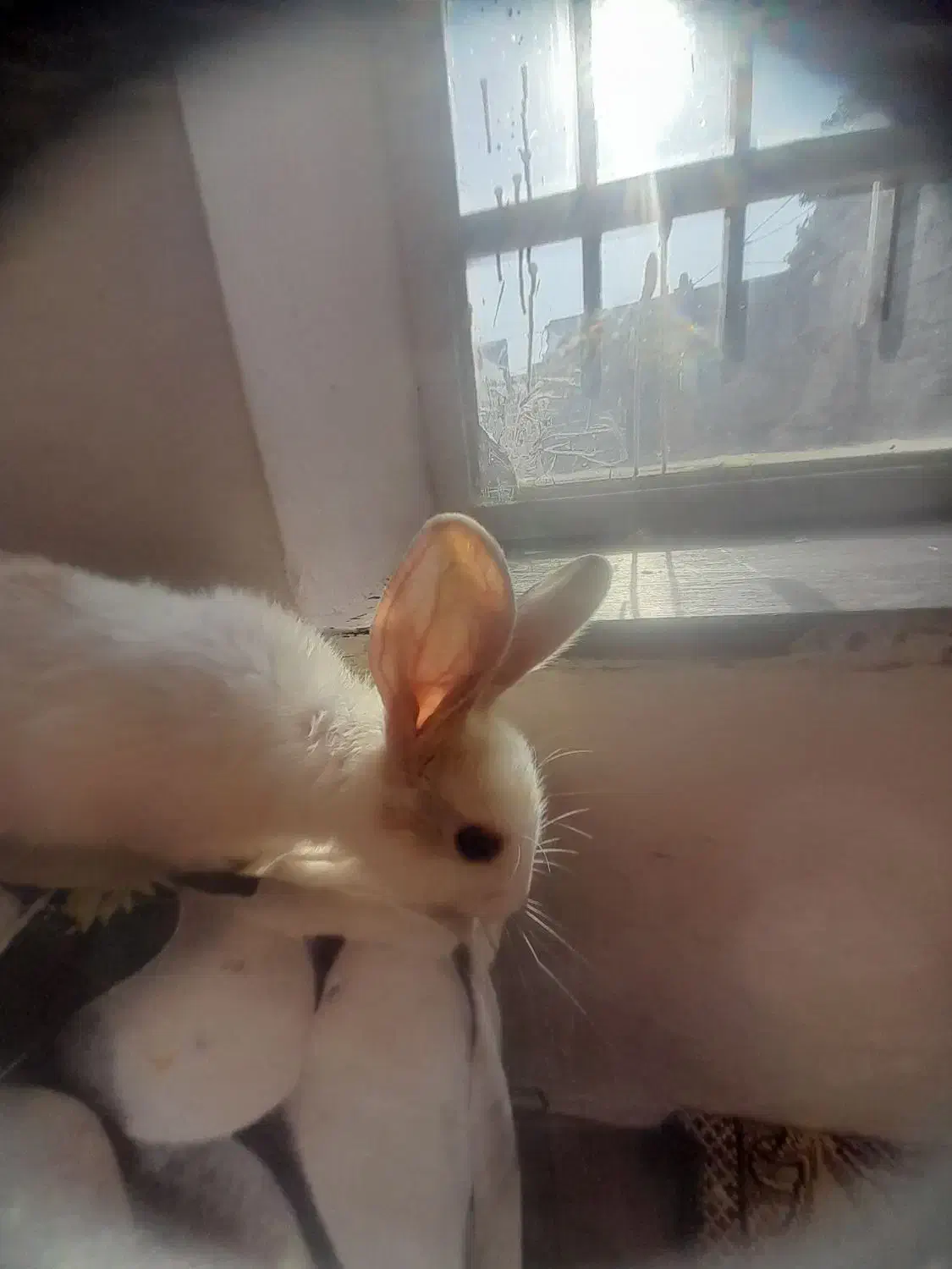 بچه خرگوش نژاد دار|موش و خرگوش|شیراز, گلشن|دیوار