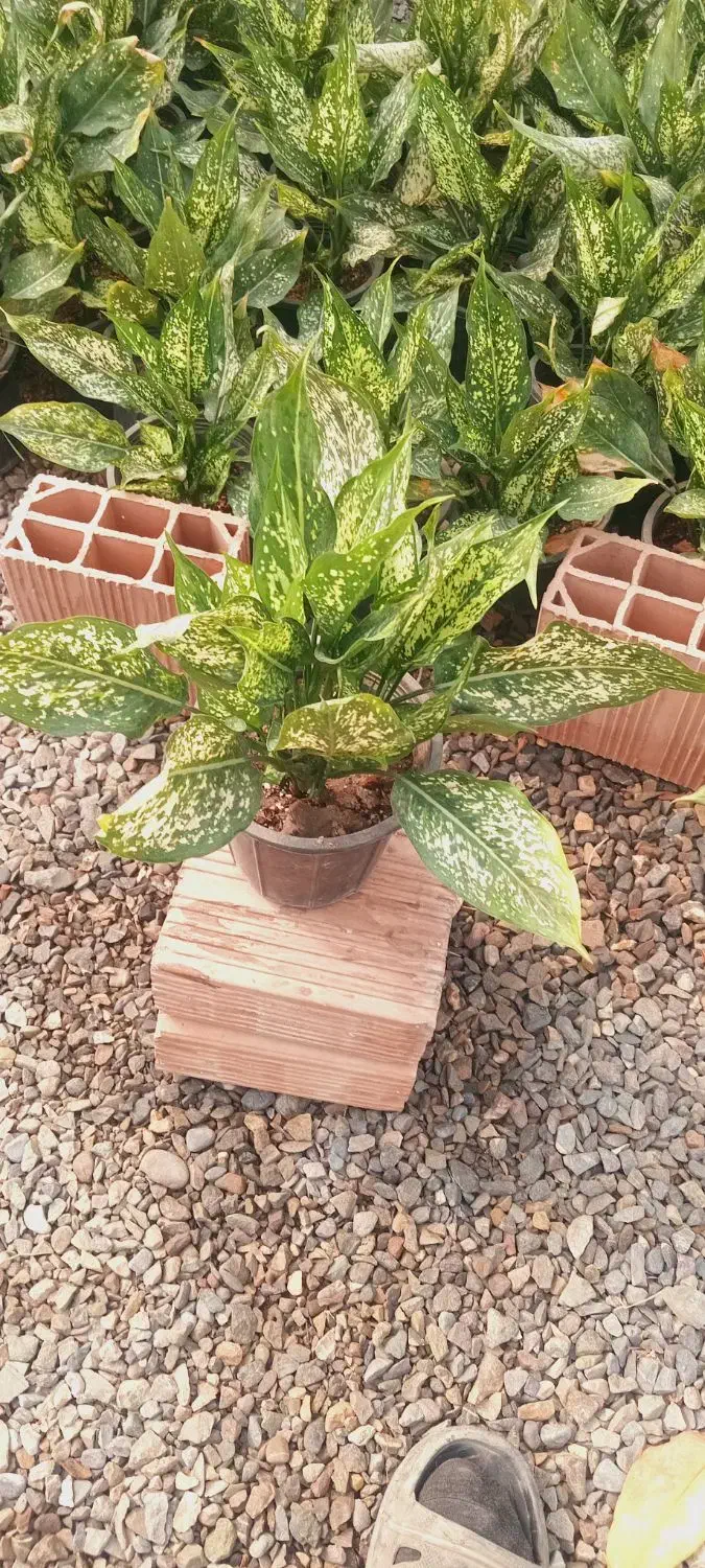 فروش گل گیاه در گلخانه|گل و گیاه طبیعی|فاضل آباد, |دیوار