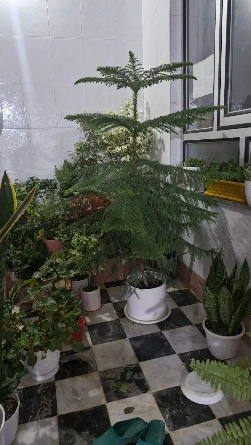 گل کاج|گل و گیاه طبیعی|نورآباد, |دیوار