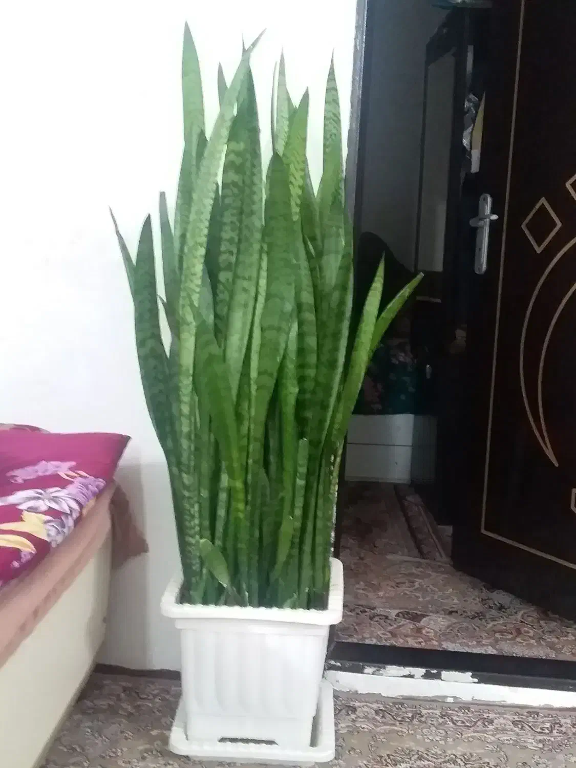 گل وگیاه|گل و گیاه طبیعی|سراب, |دیوار