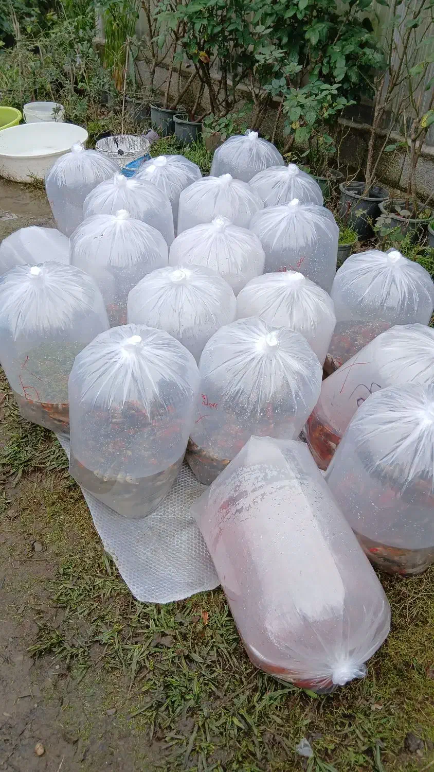 آکواریوم ماهی|ماهی|سنگر, |دیوار