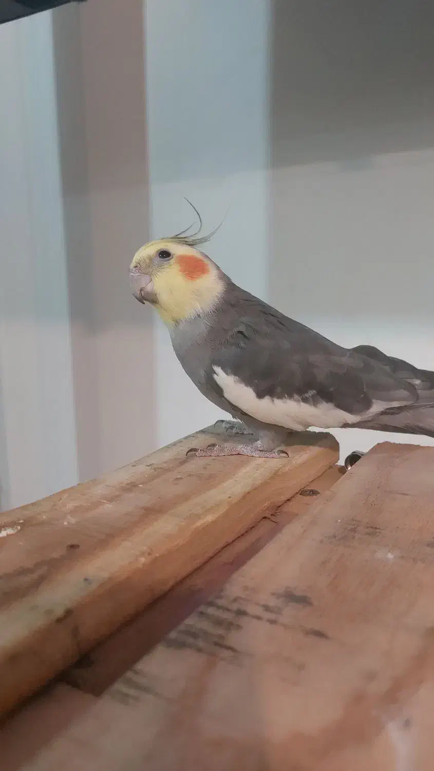 عروس هلندی گمشده|پرنده|اهواز, بهزاد شهر|دیوار